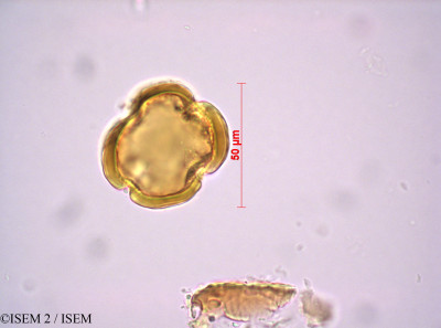 Audouinia capitata - lame n° 14155